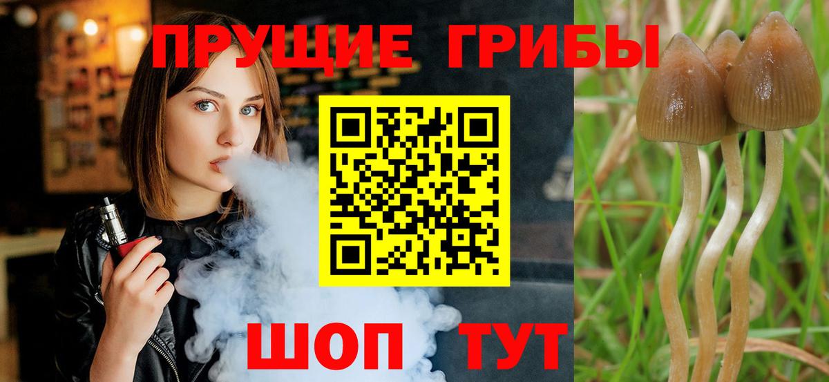 что такое наркотик  Вход с VPN  Курчатов  Галлюциногенные грибы MAGIC MUSHROOMS 